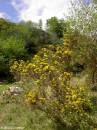 PICT4105 * Gap of Dunloe * 338 x 450 * (31KB)